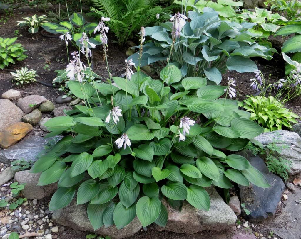 2013 Hyacinthina in mid July photo HostaHyacinthina2013-0714.jpg